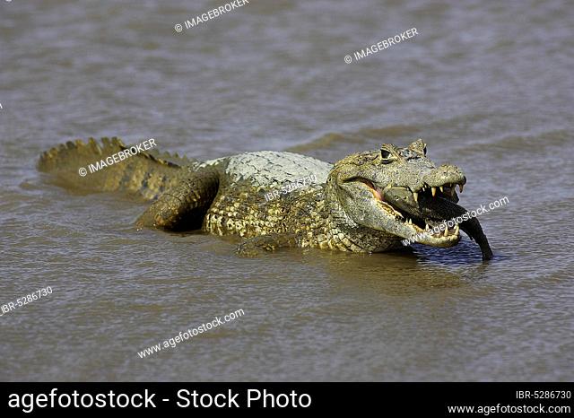 Spectacled Caiman (caiman crocodilus), Adult catching Fish, Los Lianos in Venezuela