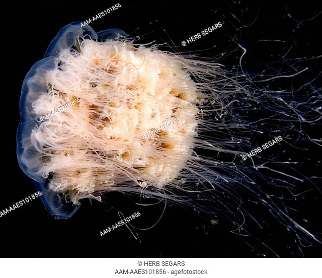 A Lion's Mane Jellyfish (Cyanea capillata) on the Sea Girt Artificial Reef Site, Cranford, off Sea Girt, NJ