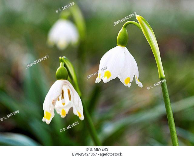 spring snowflake (Leucojum vernum), flowers, Germany, Baden-Wuerttemberg