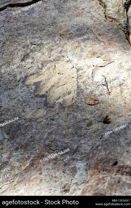 Geotope dinosaur tracks near Euerdorf, Bad Kissingen district, Lower Franconia, Bavaria, Franconia, Germany