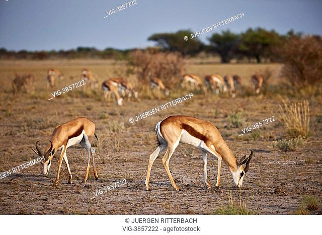 herd of Springbok (Antidorcas marsupialis), Central Kalahari Game Reserve, Botswana, Africa - Central Kalahari Game ReserveBotswana, 16/02/2013