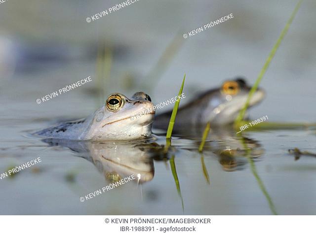 Moor Frogs (Rana arvalis), Middle Elbe Biosphere Reserve, Dessau, Germany, Europe