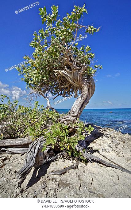 Divi-Divi Tree on the Coastline of Aruba