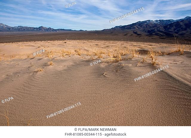 Desert sand dunes, Kelso Dunes, Mojave National Preserve, Mojave Desert, California, U S A , march