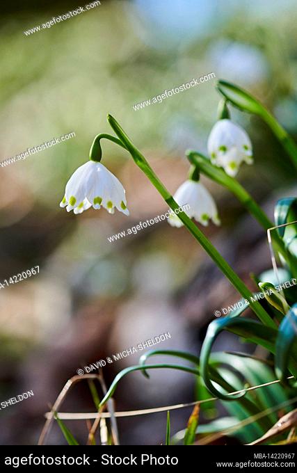 Spring knot flower (Leucojum vernum) Märzenbecher, Upper Palatinate, Bavaria, Germany