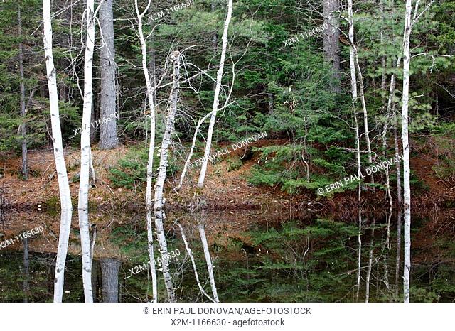 Reflection of birch trees in pond along the Kancamagus Highway route 112, which is one of New England's scenic byways in the White Mountains, New Hampshire USA