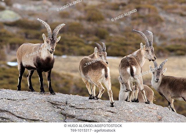 Group of Iberian ibex (Capra pyrenaica) in the Gredos mountain range. Avila. Spain