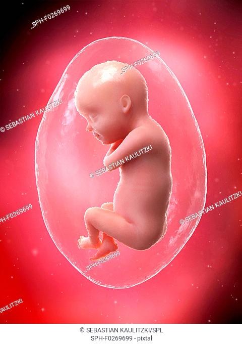 Foetus at week 30, computer illustration