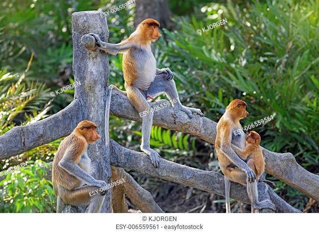 Proboscis monkeys in the mangrove in Labuk Bay, Borneo