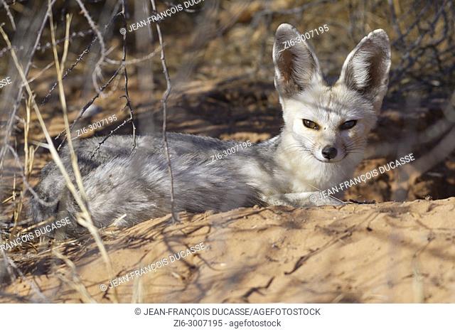 Cape fox (Vulpes chama), adult female lying at the burrow entrance, early morning, alert, Kgalagadi Transfrontier Park, Northern Cape, South Africa, Africa