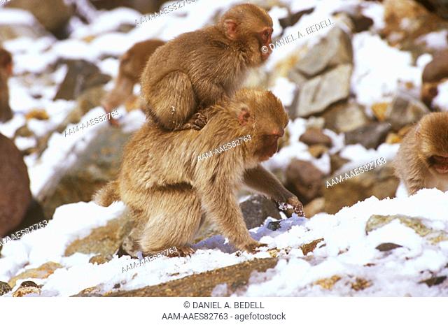 Japanese Macaques aka Snow Monkeys in Snow, Jigokudani NP, Japan (Macaca fuscata)