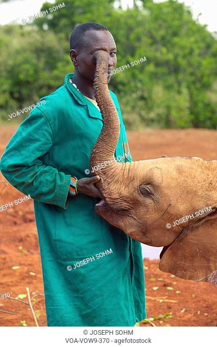 African Elephant keeper with Adopted Baby African Elephant at the David Sheldrick Wildlife Trust in Nairobi, Kenya