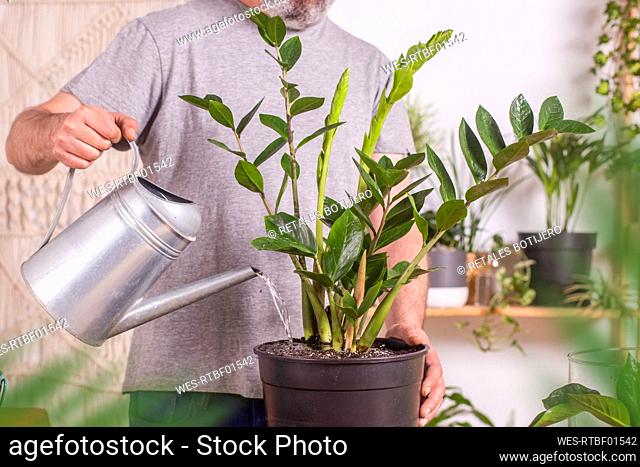 Man watering Zamioculcas Zamiifolia plant with watering can while gardening at home