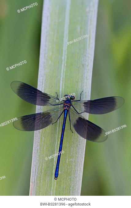 banded blackwings, banded agrion, banded demoiselle Calopteryx splendens, Agrion splendens, male sitting on a grass, Germany, North Rhine-Westphalia