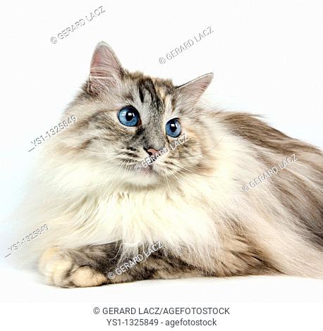 SEAL TABBY POINT WITH WHITE SIBERIAN CAT, FEMALE AGAINST WHITE BACKGROUND
