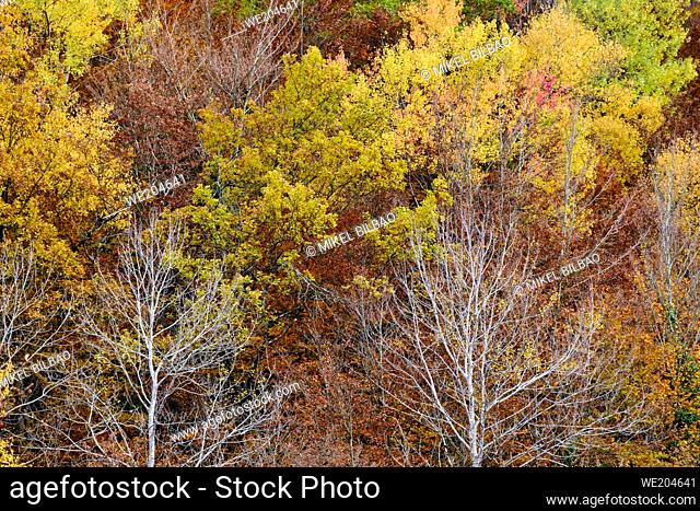 Decidual forest in autumn. Close to Irati area. Navarre, Spain, Europe