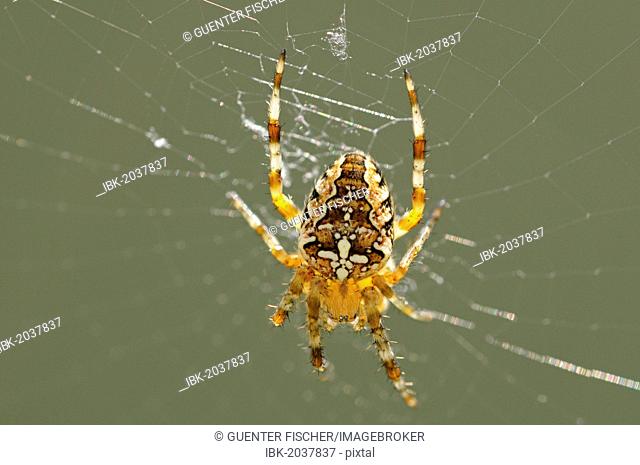 European Garden Spider or Cross Spider (Araneus diadematus), Europe