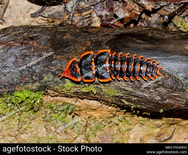 Trilobit beetle, Platerodrilus sp., Duliticola hoiseni, Kinabalu National Park, Sabah, Borneo, Malaysia
