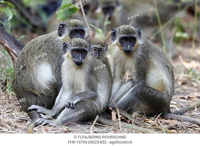 Callithrix Monkey Cercopithecus sabaeus adults and juveniles, sitting on ground, Gambia, january