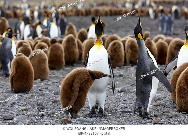 King penguins (Aptenodytes patagonicus), adult with offspring in brown down dress, Fortuna Bay, South Georgia, United Kingdom