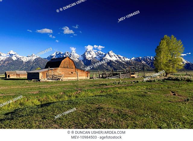 Wooden Barn - at John Moulton Homestead in June - Mormon Row Grand Teton National Park, Wyoming, USA