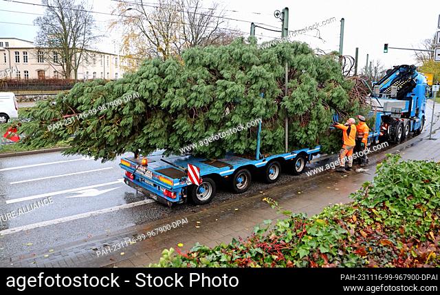 16 November 2023, Mecklenburg-Western Pomerania, Rostock: The traditional Christmas tree for northern Germany's largest Christmas market from 27.11