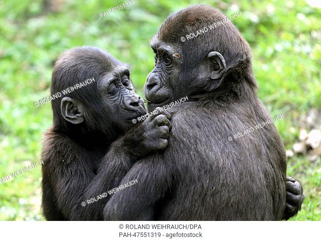 Two lowland gorillas Jamila (L, 1.5 years old) and Suwedi (2.5 years old) are pictured at the zoo in Duisburg, Germany, 31 March 2014