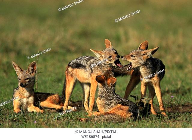 The adult Black Backed jackals have gone to look for food leaving behind 4 pups The pups start playing simple but energetic games mainly involving biting and...