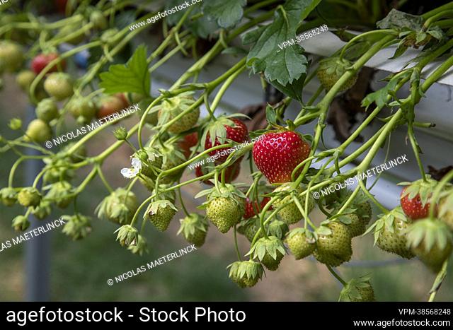 Illustration picture shows the greenhouses of a strawberry grower in Wortegem-Petegem, Monday 08 August 2022. Low rainfall since March and the extremely dry...