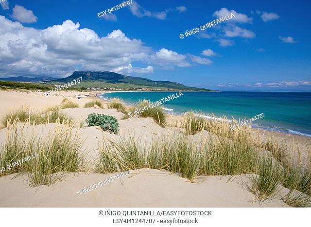 idyllic beautiful landscape of wild natural Beach Bolonia in Tarifa, Cadiz, Andalusia, Spain, from a sand dune with plants