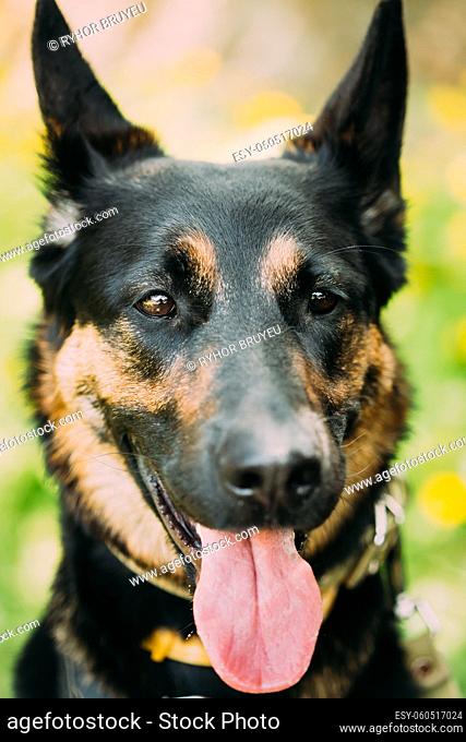 Close Up Portrait Young Alsatian Wolf Dog German Shepherd Dog