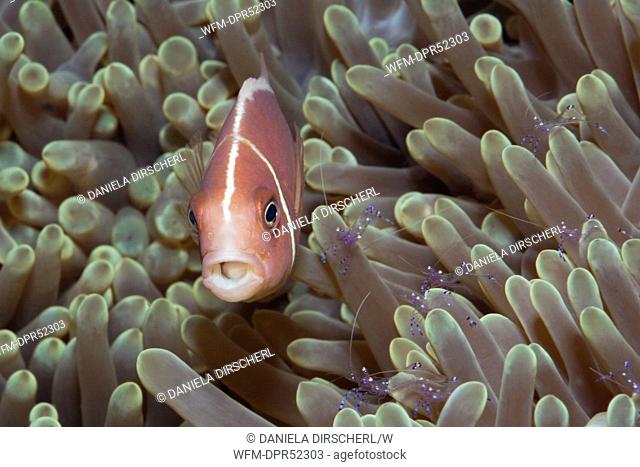 Pink Anemonefish and Anemone Commensal Shrimps, Amphiprion perideraion, Periclimenes tosaensis, Cenderawashi Bay, West Papua, Indonesia
