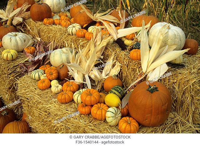 Fall Harvest display at Pumpkin patch, Goyettes Ranch Apple Farm, Camino Eldorado County, California