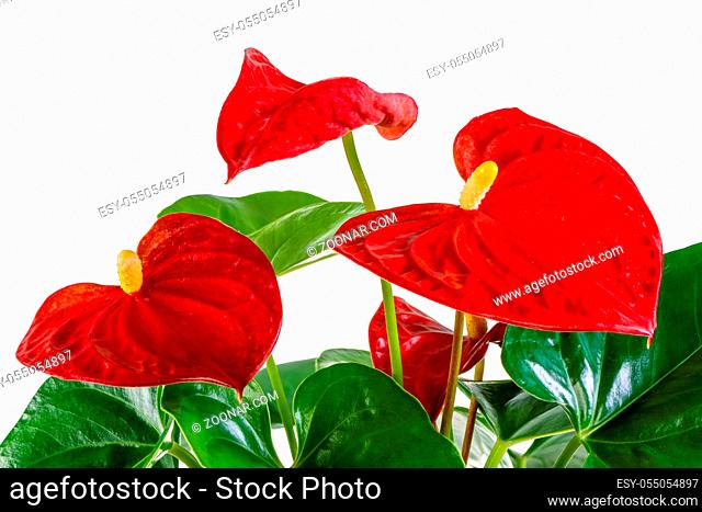 Isolated red flamingo flower (anthurium) blossom