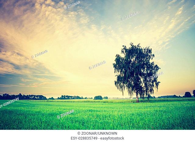 Beautiful countryside landscape. Vintage photo of corn field at summer