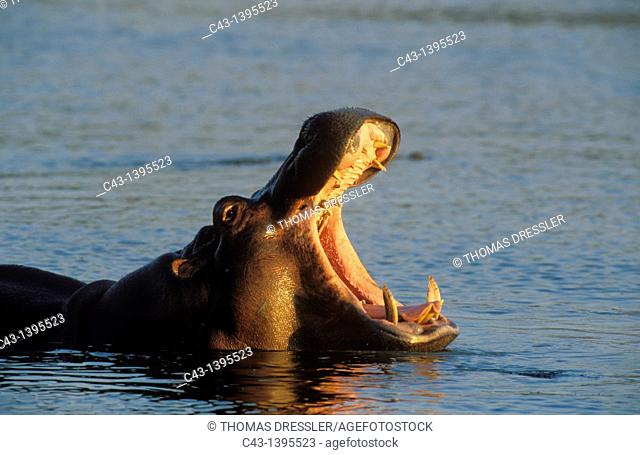 Hippopotamus Hippopotamus amphibius - Yawning in the evening  Kruger National Park, South Africa