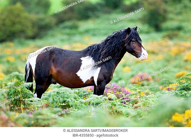 Dartmoor Hill Highland Pony, brown white spotted, stallion, blooming heather, moorland, Dartmoor National Park, Devon, United Kingdom