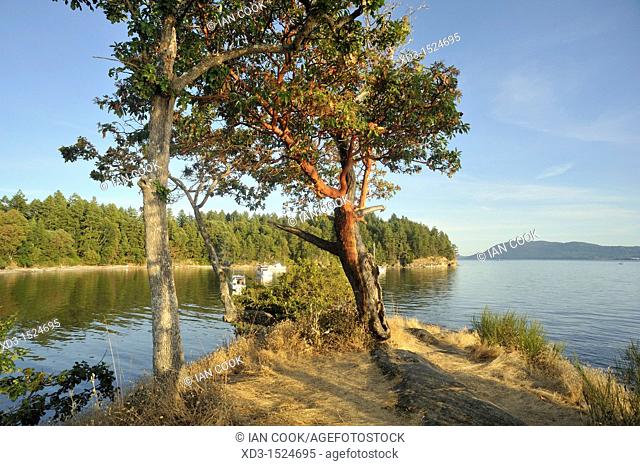 arbutus or madrone arbutus menziesii trees, Tent Island, Gulf Islands, British Columbia, Canada