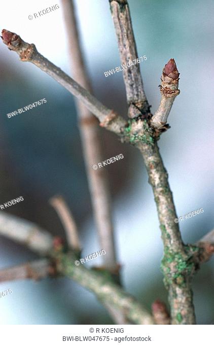 European black elder Sambucus nigra, twig with buds
