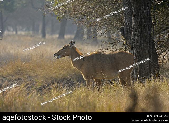 Indian antelope or Nilgai female in Ranthambhore national park