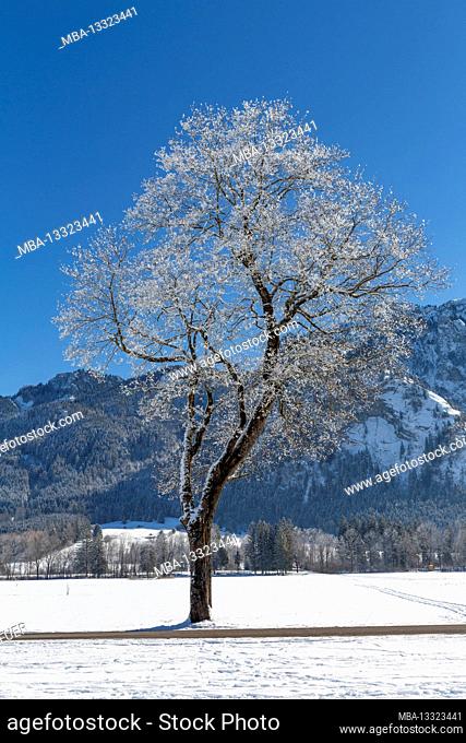Trees with hoar frost, Schwangau, Füssen, Allgäu Alps, Allgäu, Bavaria, Germany, Europe