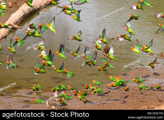 Nyassa Lovebird, lilian's lovebird (Agapornis lilianae), Nyassa Lovebird, Parrots, Animals, Lovebirds, Birds, Lilian's Lovebird flock, flying up from waterhole