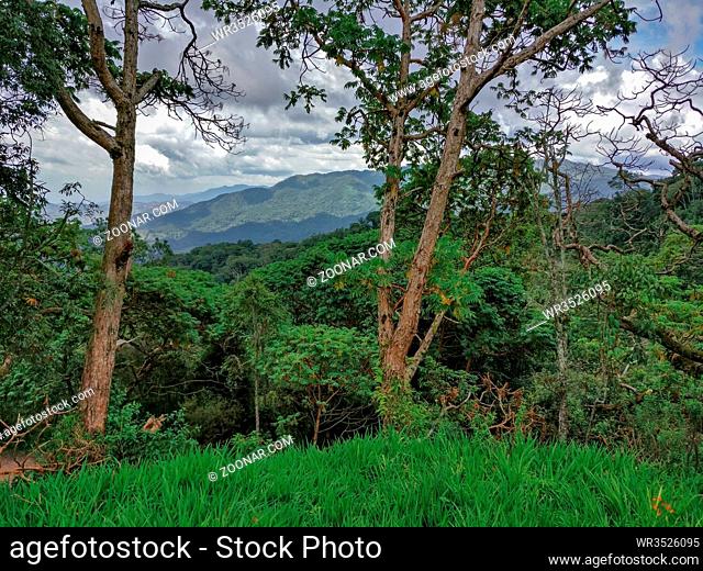 Rain forest, rwanda, Africa