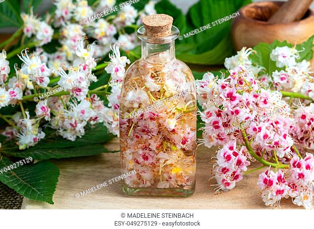 Macerating horse chestnut blossoms in a bottle of alcohol, to prepare homemade tincture