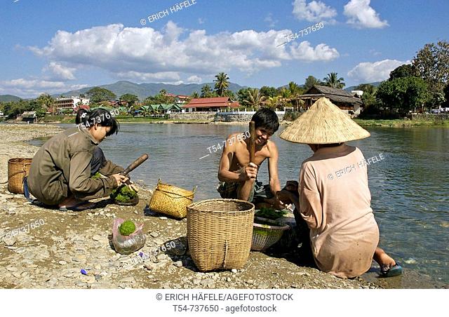 Lao People drying seaweed on a river in Vang Vieng, Laos