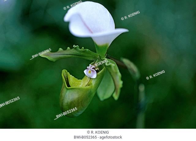 slipper orchid (Paphiopedilum spicerianum), flower