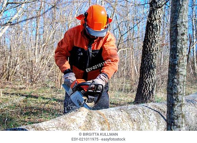 Action when a lumberjack is cutting a big tree trunk with a chainsaw