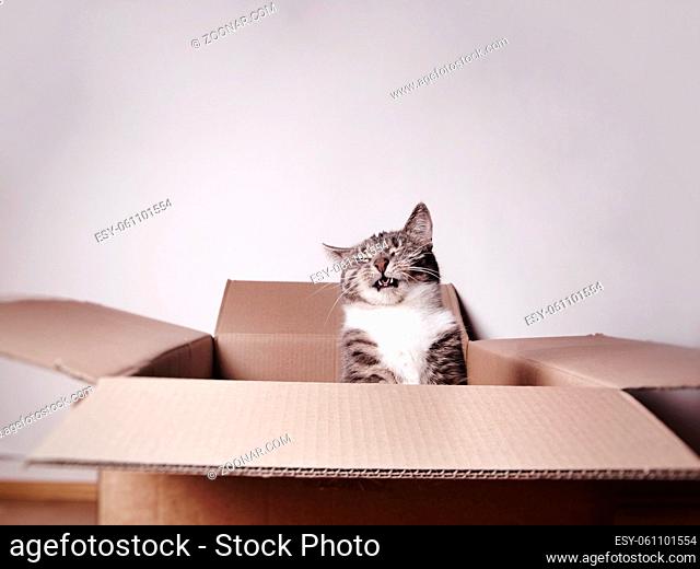 funny laughing cat in a cardboard box or carton with copy space