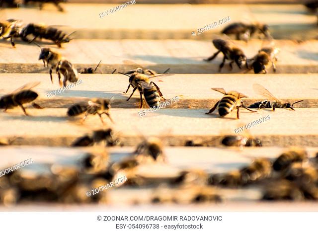 Bee frames in Bee hive with bees on them collecting nectar