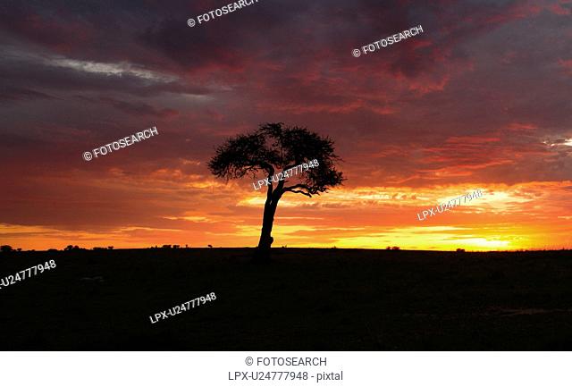 Silhouette of acacia tree at dawn with dramatic skyscape of orange sky, pink-edged clouds, Masai Mara, Kenya, East Africa